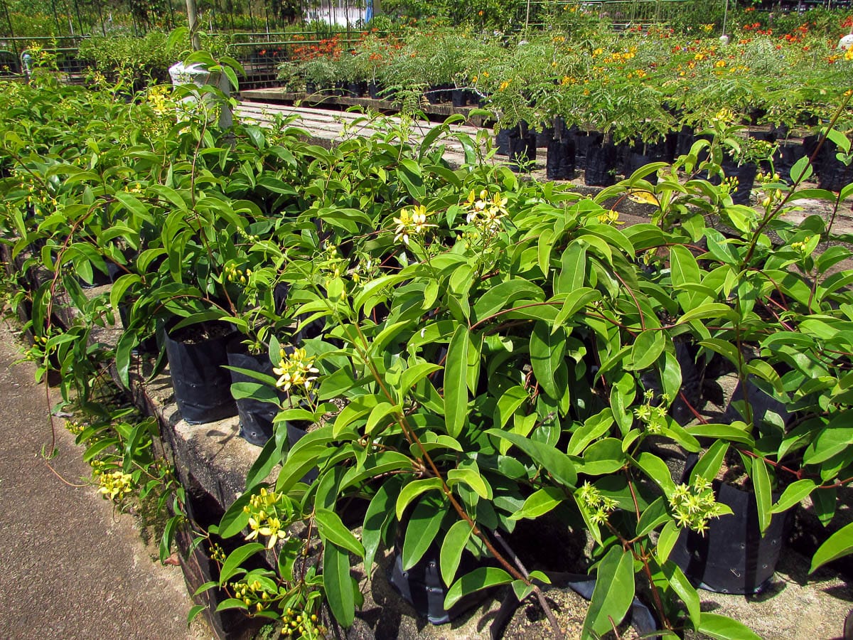 Rows of Maiden's Jealousy grown in a plant nursery.